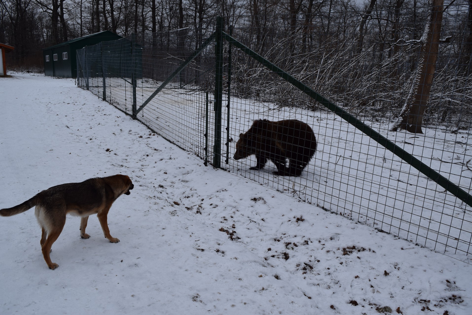 Sanctuary bears of Zarnesti