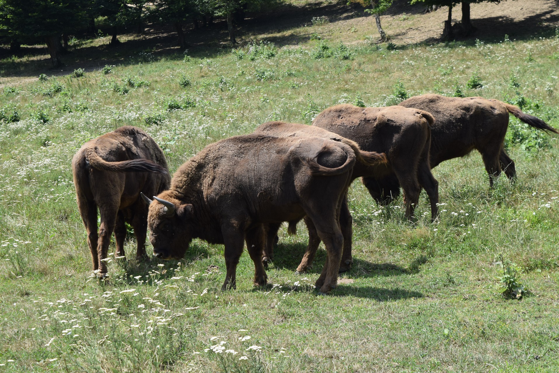 reserve de bison