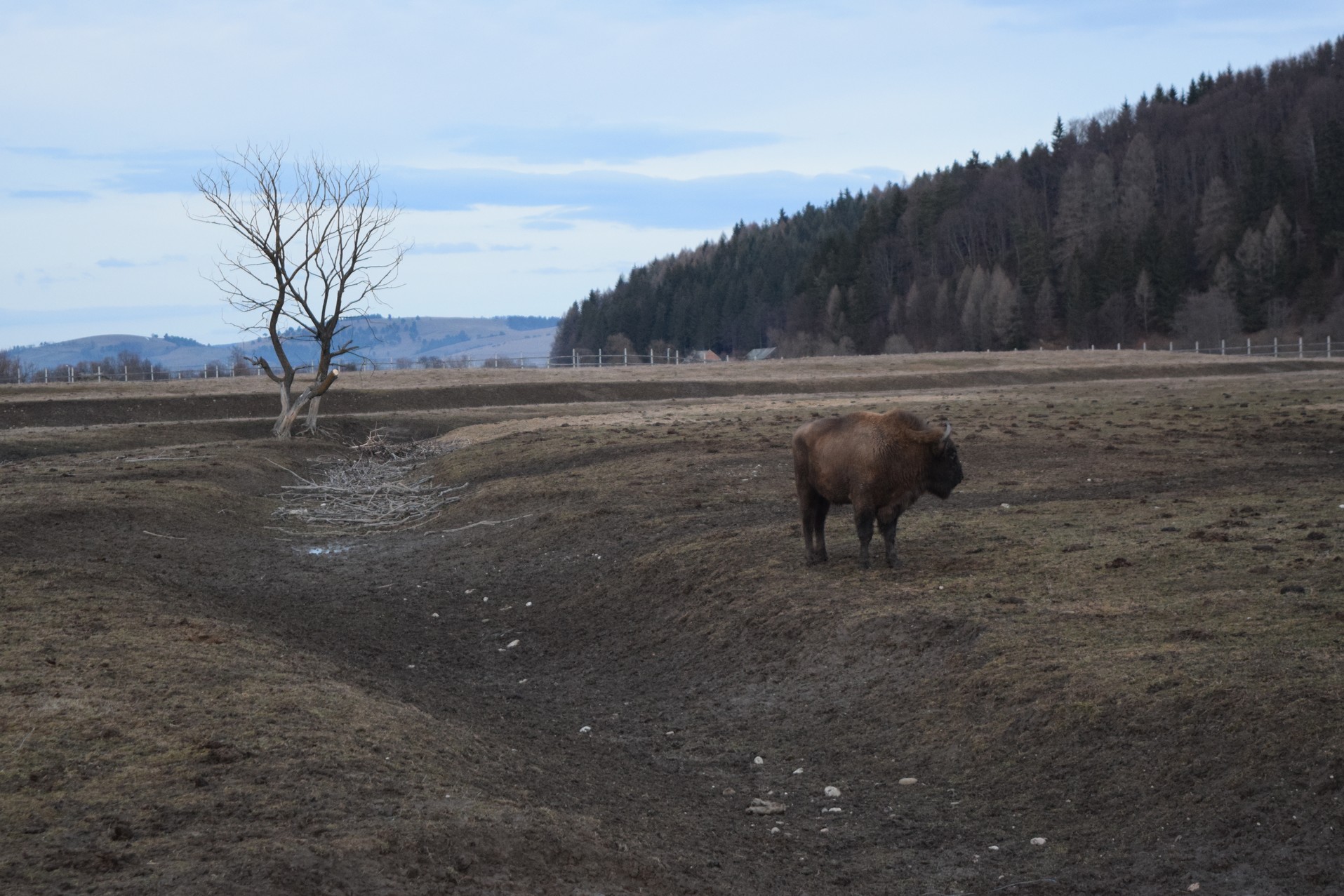 reserve de bison