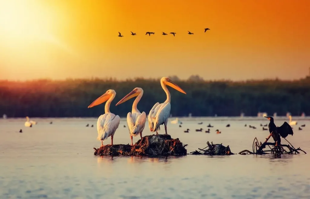 Voyage Immersif, safari photo dans le delta du Danube