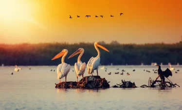 Voyage Immersif, safari photo dans le delta du Danube