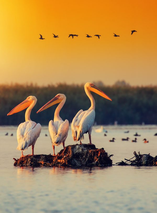 Voyage Immersif, safari photo dans le delta du Danube