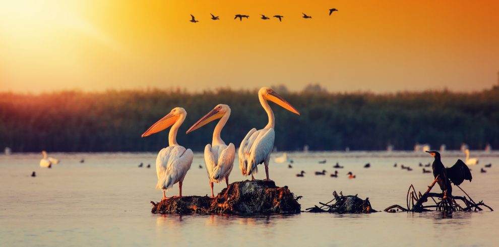 Voyage Immersif, safari photo dans le delta du Danube