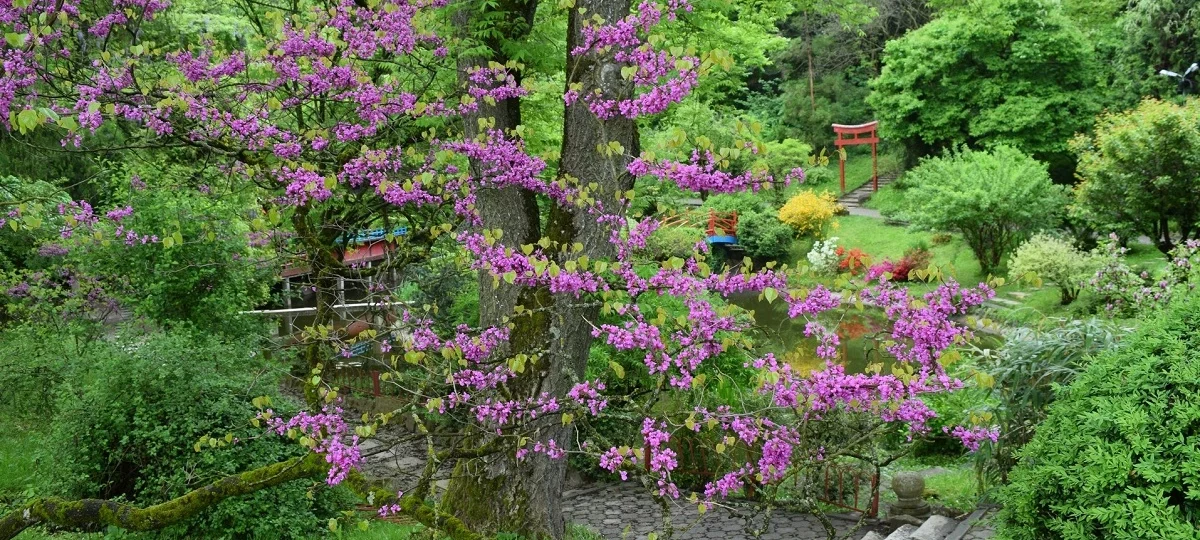 jardin botanique cluj-napoca