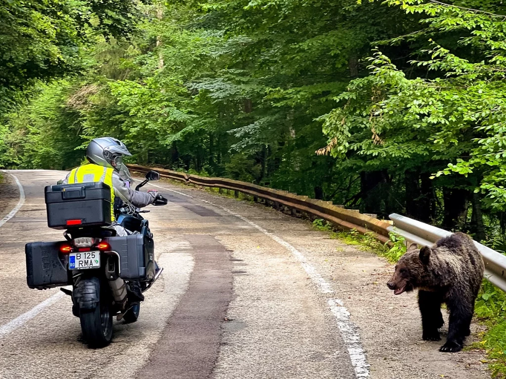 ours moto roumanie