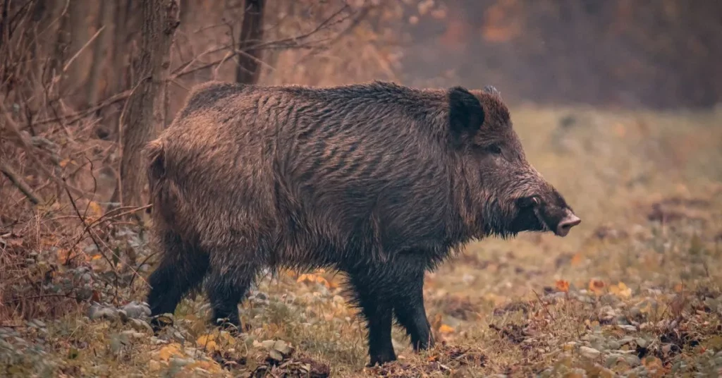 sanglier chasse roumanie